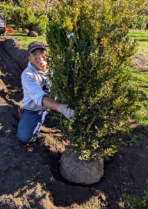 Here's Phurba placing one of the boxwood shrubs. All these shrubs are in good condition, but when planting, my crew knows to always face the best looking side out.