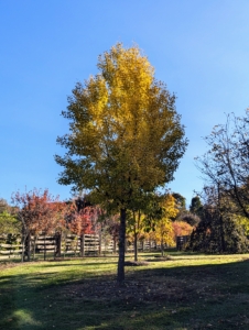 Here is one of my ginkgo trees. These trees show a dramatic change every fall when the bold green leaves turn golden bright yellow.