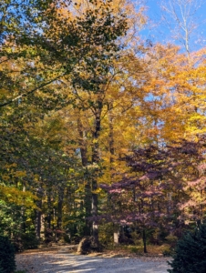 Autumn leaf color is a phenomenon that affects the green leaves of many deciduous trees and shrubs.