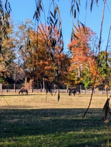 This time of year is always so magical. Here are my horses grazing in their run-in pasture surrounded by the beautiful foliage. I hope you are able to enjoy some of these autumn colors where you are.