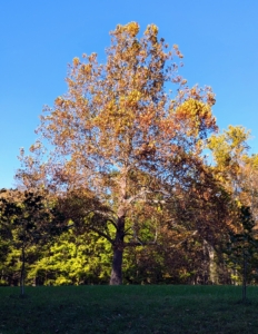 At the edge of the back hayfield is the giant sycamore tree – the symbol of my farm. The foliage of American sycamore trees is a vast crown of large leaves. In autumn, sycamore tree leaves turn shades of yellow and brown.