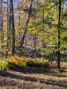 Here is a look through the woodland – so beautiful with its palette of gold, green, and auburn.