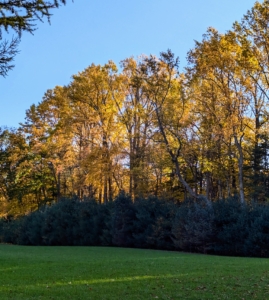 Nearby, the early evening sun shines through the golden leaves above the dark evergreens.