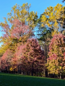 And this is what one sees on the other side of the same giant field - beautiful shades of red.