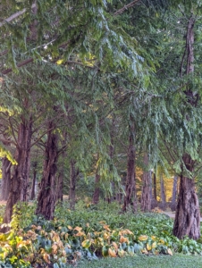 Here beneath my dawn redwoods, the hostas are also changing. Hosta leaves turn yellow, brown, and soft orange and then die back as the plants prepare for winter dormancy.