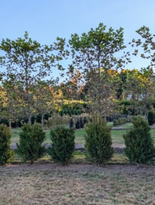 When fully mature, 'Green Mountain' boxwood can grow to be three to seven feet tall and two to three feet wide. Eventually, the boxwood will create a handsome hedge. This is still a work in progress - wait until you see what happens next!