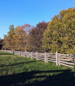 I also get many compliments on the fencing – it is antique spruce fencing I bought in Canada, and it surrounds all my paddocks for the horses, pony and donkeys. This is my grove of American beech trees, Fagus grandifolia.