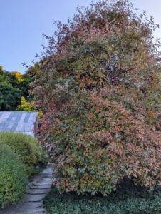 Just a week ago, this beautiful Nyssa sylvatica, or black tupelo, was still predominantly dark green, but now its foliage is turning bright red, purple, yellow, and orange – all colors that may appear on the same branch.