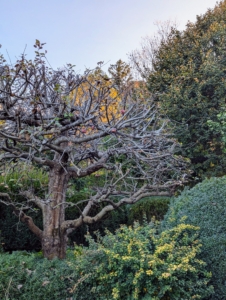 On the other side of my terrace - an apple tree, now completely bare except for a few fruits.