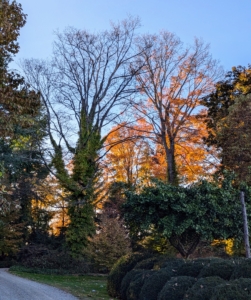 And what a difference a couple of weeks make. These tall sugar maples above my tree peony garden are now nearly bare of leaves. Just a couple of weeks ago, they were filled with gorgeous shades of yellow, burnt orange, and red.