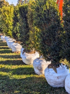 These 'Green Mountain' boxwood shrubs are all from Select Horticulture Inc. in nearby Pound Ridge, New York. They're lined up next to the bed where they will be planted.