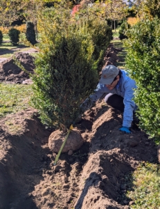 Cesar measures three feet from the center stem to where the center stem of the next plant should go.