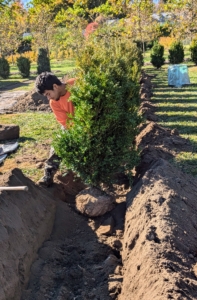 To place each one into the trench, José slowly rolls the root ball into position.