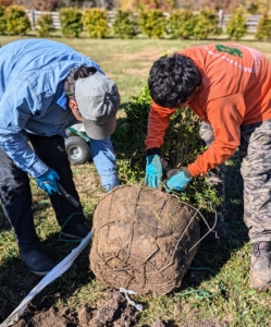 The wire caging and burlap are also removed from each root ball before being placed in the trench.