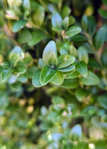 ‘Green Mountain’ boxwood is a woody, broadleaf, evergreen shrub with an upright, pyramidal form similar to a small tree. It also has dense, rich, green foliage that holds well through the year.