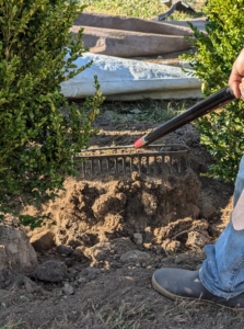 Once everything is checked, the boxwood is then backfilled and the area is raked.