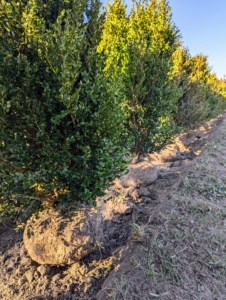 All of the boxwood is placed into the trench before any backfilling is done. This is when they can all be counted and checked carefully to make sure they are both straight and properly positioned. All these shrubs are healthy, but we always position plantings with the best side facing the walking path - in this case, the center of the allée.