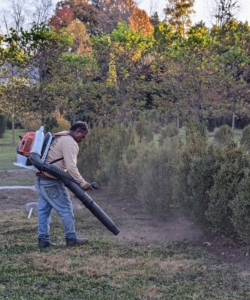 Pete uses our STIHL backpack blower to tidy up the newly planted beds.