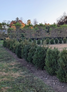 The new row runs perpendicular to the one just finished last week. Once they're all planted, they are given a very deep and thorough drink. It’s been hot here and very dry and dusty – we’ve been watering everything quite a bit.