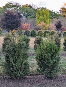 Here is a side view of the new boxwood allée. Each one is directly aligned with the one across.