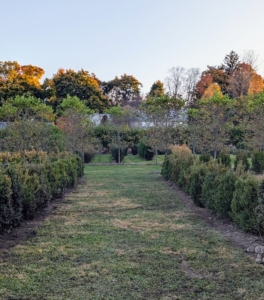 And here is a view looking south to the rest of the maze. 'Green Mountain' Boxwood is a slow-growing evergreen that matures to four to five feet tall and two to three feet wide. It's all coming together. We have about a third of the maze left to go. What do you think?