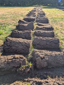 The sod strips are divided into sections, so it is easier to roll and lift. Here are pieces of sod neatly rolled up and ready to be repurposed in another area of the farm.