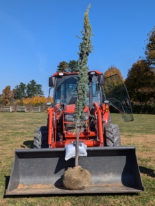 Meanwhile, here is the Blue Atlas Cedar sent to me this week from one of my devotees. It is transported to the maze in the bucket of my Kubota M4-071 tractor.