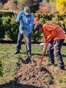 I decided the tree would be planted at the end of a row. Now it's time for the hole to be dug. Remember the rule of thumb for planting trees – dig a hole that is two to three times wider than the root ball, but only as deep as the height of the root ball.