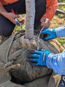 All the burlap wrapping and any twine are removed from the tree's root ball. Some leave them in the ground, but I prefer to remove them completely, so there is nothing blocking the growing roots.