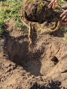 José drops generous handfuls of fertilizer on bare soil. Use food that promotes faster establishment, deeper roots, and good soil structure.