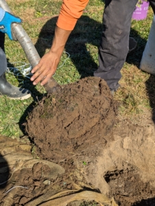 The tree is placed into its designated hole and then turned so its best side faces the path.