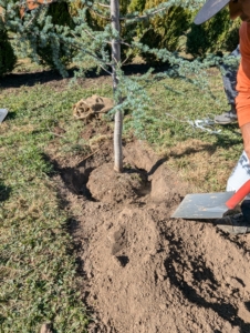 Next, the hole is carefully backfilled. Another rule of thumb is “bare to the flare” meaning only plant up to the flare, where the tree meets the root system.