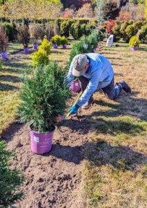 Cesar measures the precise distance between each plant. It is crucial to give plants enough room to grow. Their roots need space to spread out and absorb water and nutrients from the soil, while their leaves need space to access adequate sunlight. If plants are planted too close together, they compete for these vital resources.