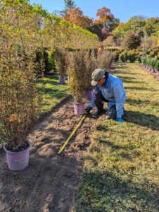 Cesar measures the spacing - four feet in between these plants. Ninebark is fast-growing, so plan for its full width.