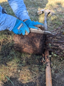 Cesar scarifies every plant. I have the crew scarify all root balls, meaning make beneficial cuts, before planting to encourage new growth and make the plant more stable. This is even more important if the plant is root bound, meaning the roots have grown too large and too plentiful in its container.