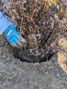 The hole is dug as deep as the container it was grown in so that the crown will be even with the existing ground or slightly above the existing ground.