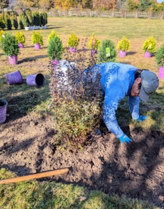 Cesar backfills, tamping the soil lightly at the end to ensure good contact.