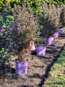 The ninebark is a deciduous spring-flowering shrub often planted en masse. I have ninebark varieties surrounding my pool, in front of my pool house and in other areas of the farm. This variety is Little Devil Ninebark, Physocarpus opulifolius 'Donna May.'