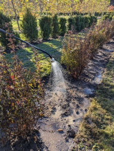 Finally, José gives all the planted ninebarks a good, soaking drink. It's been so very dry here at the farm. We're watering all the gardens as if it's mid-summer. Hope we get some rain soon.