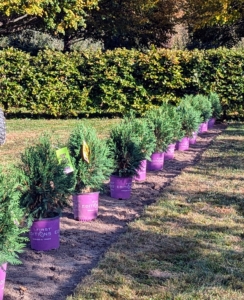 First, the team is planting a row of Technito Arborvitae, Thuja Occidentals 'BailJohn.'