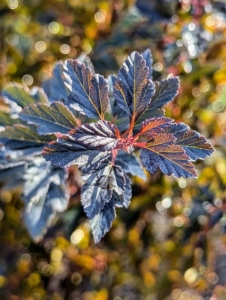 It has a compact upright habit with burgundy leaves. It features small pinkish-white spirea-like flowers in late spring followed by subtle reddish fruit, and interesting peeling papery bark.