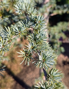 Blue Atlas Cedar has a bold, pyramidal form with sparkling silvery blue foliage. It is among the most popular evergreen conifers.