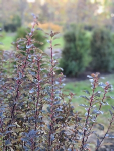 Ninebark can grow 12 to 18 inches per year, but it can also tolerate hard pruning when needed. It will look perfect in this row. We're still planting - stay tuned to see what's next.