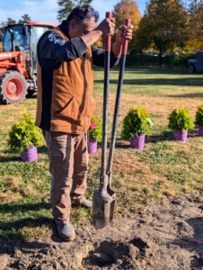 These plants are not too big, so Pete uses a post hole digger to make the holes. It actually works perfectly for this task and plant hole size.