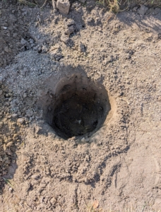 Several holes are made before planting begins. Each hole is dug precisely with enough room for the plant’s root ball. The rule of thumb when planting is to dig the hole two times as wide as the rootball and no deeper than the bottom of the rootball, similar to how it is in its pot.