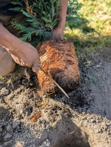 ... and finally at the bottom. Scarifying also encourages the roots to penetrate the soil and grow in different directions.