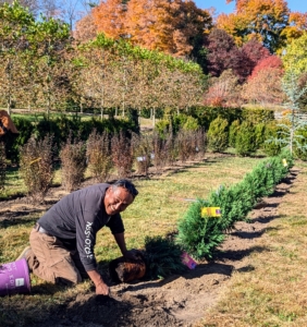 Pete does this for all the arborvitae, stopping occasionally to assess the line up of each specimen.