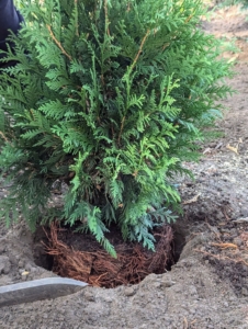 Pete places it in the hole and makes sure it is planted at the right height. The top of the root ball should be level with the top of the hole when in place.