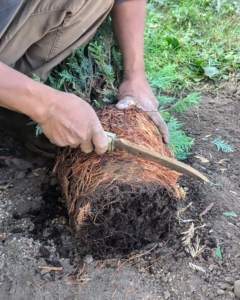 I teach all my outdoor grounds crew members how to scarify. Scarifying stimulates root growth. Essentially, small portions of the root ball are cut to loosen the roots and encourage new development. First Pete scarifies in one direction diagonally across the root ball, then in the other direction...