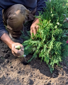 Pete also scarifies the sides of the hole with his hori-hori knife. Doing this roughens the surface, allowing roots to grow into the surrounding soil and eliminates air pockets.